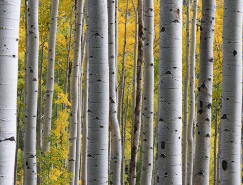 Birch Trees - Weekly Writing Exercise: Startling Details